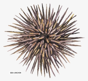 Sea Urchin Shower Curtain
