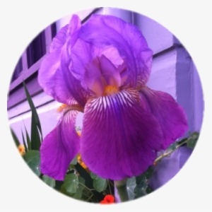 Many Varieties To Choose From - Iris