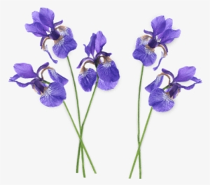 Iris Group Transparent Png - Purple Iris Flower Png
