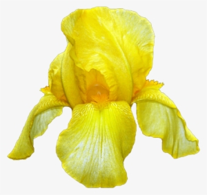 Yellow Iris