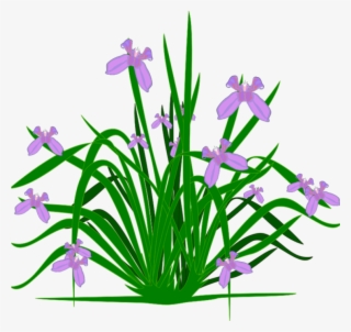 Iris Cliparts - Flowering Plant Clipart
