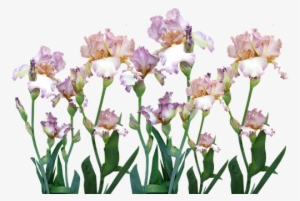 Irises