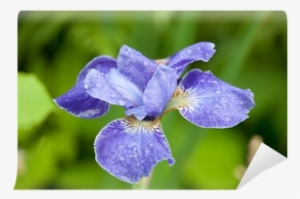 Blue Iris