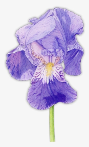 Iris Flower - Purple Iris Mother's Day Card