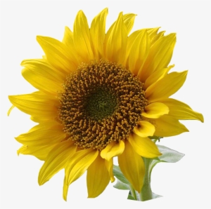 Sunflower Clip Art Clipart Free Clipart Microsoft Clipart - Yellow Flower With No Background