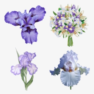 Iris Flower Transparent