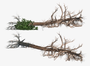 Fallen Trees 02 Png Stock By Roy3d On Deviantart Stock - Fallen Tree Clipart Png