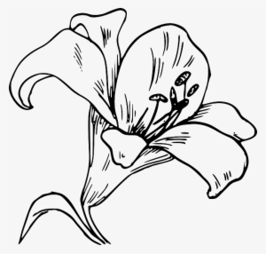 Flower Bloom Plant Lily Nature Calla Tattoo - Imagenes De La Orquídea Para Colorear