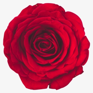 Download - Roses