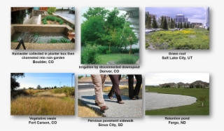 Green Infrastructure In Cities Across The United States - Tree