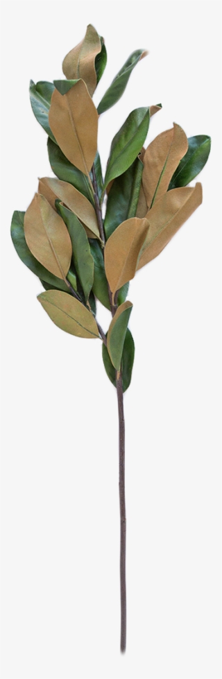 Faux Magnolia Stem - Magnolia Stem