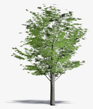 Cucumber Tree