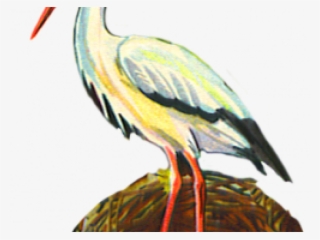 Sea Bird Clipart Crane Bird - Northern Gannet