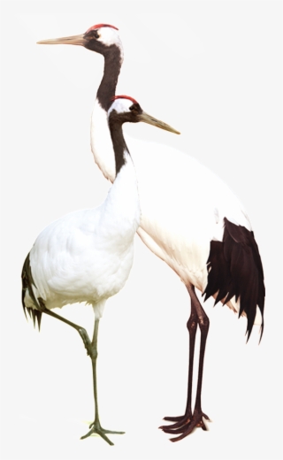Hd White Crane Static Png - Hinh Anh Con Hac
