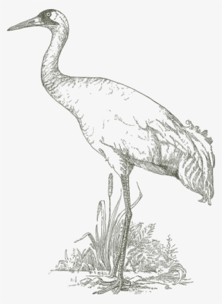 534 X 730 5 - Sandhill Crane