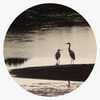 Through Our Community Engagement Projects And Our Nature - Great Blue Heron