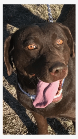 Photo Of Twix - Labrador Retriever