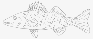 Willards Walleye - Striped Burrfish