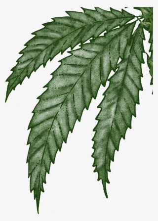 A Passionate Producer - Fern