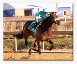 Skip To Content - Sorrel