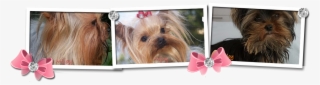 Toggle Navigation Mijoy Yorkies And Mijoy Biewers - Morkie