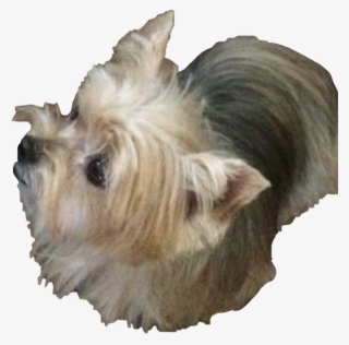 Yorkie Sticker - Australian Silky Terrier