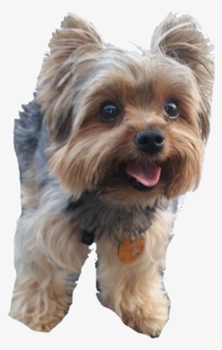 Yorkie Sticker - Australian Silky Terrier