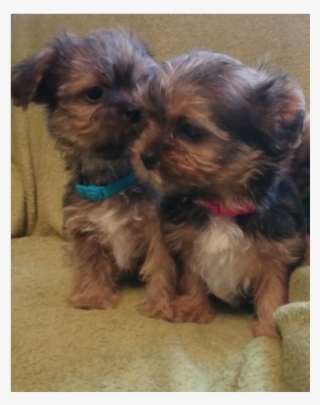 Yorkie Cross Shitzu Puppies For Sale - Yorkipoo