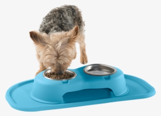 Made In America - Yorkshire Terrier