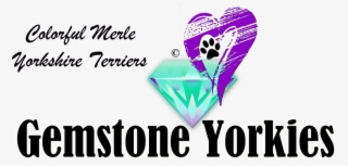 Picture - Yorkshire Terrier