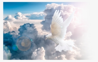 New Testament Christian Church Ktown Dove In Clouds980 - Rock Dove