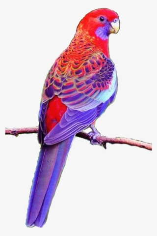 August 4, 2018 At - Loros De Australia