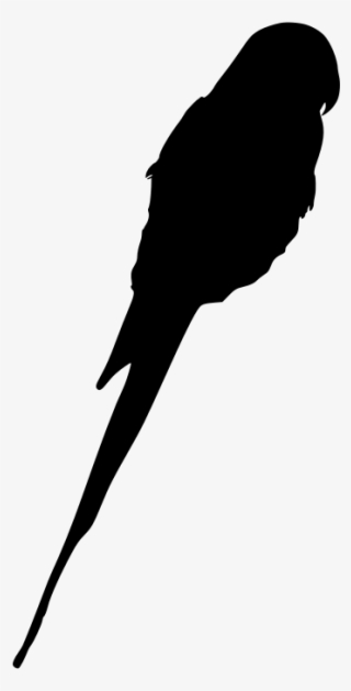 Download Png - Parakeet