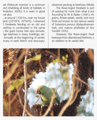 Rose-ringed Parakeet Psittacula Krameri Feeding On - Budgie