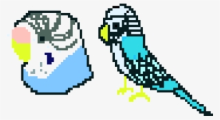 Parakeets