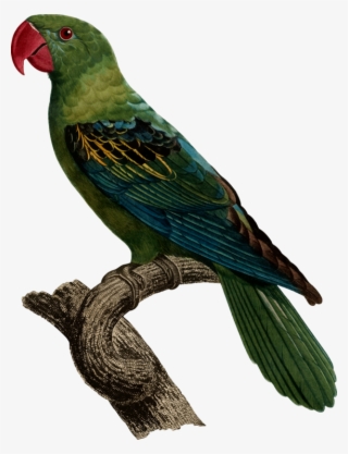 Bird Great Billed Parrot Blue Naped Parrot Vertebrate - Burung Betet Kelapa Paruh Besar