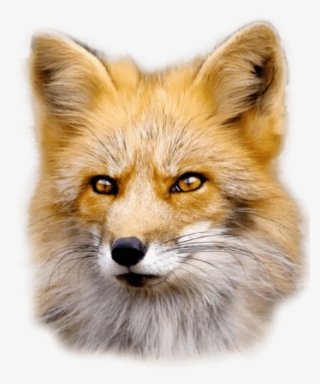 Fox - Fox Png