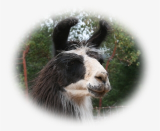 Llama