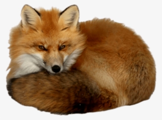 Free Png Fox Png Images Transparent - Red Fox With A Transparent Background