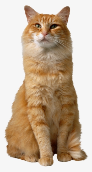 Cat Png, Download Png Image With Transparent Background, - Cat