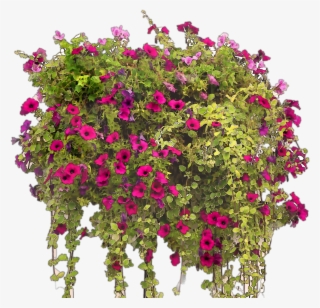 Colorful Watercolor Flowers For Free - Rośliny Wypełniające