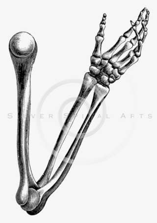 28 Collection Of Skeleton Arm Drawing - Drawing Of Arm Bones