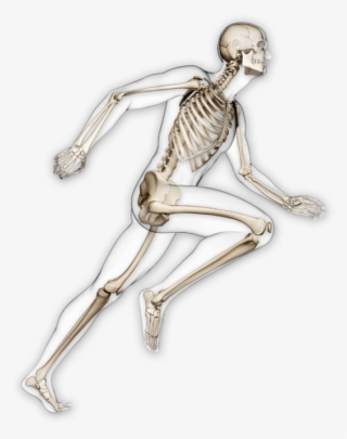 Learn More - Human Skeleton