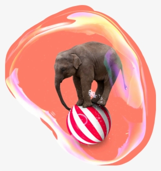 Elephant On A Ball