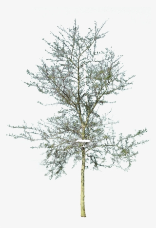 Acacia Xanthophloea - Cad Tree Png