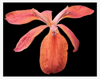 Did You Know - Iris