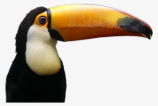 Toucan