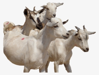 300 Swiss Francs E - Goat