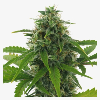 Fast Haze Auto Feminised By Ac Genetics Is A High Performing - Houseplant