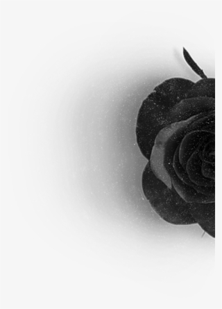 Rose Hero Left - Floribunda